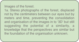 Images of the forest. 
1a. Stereo photographs of the forest, displaced not by the centimeters between our eyes but by meters and time, preventing the consolidation and organisation of the images in to ‘3D’ but still suggesting the potential of a similarity, a knowledge that the perspectives are similar but the foundation of the organisation unknown.